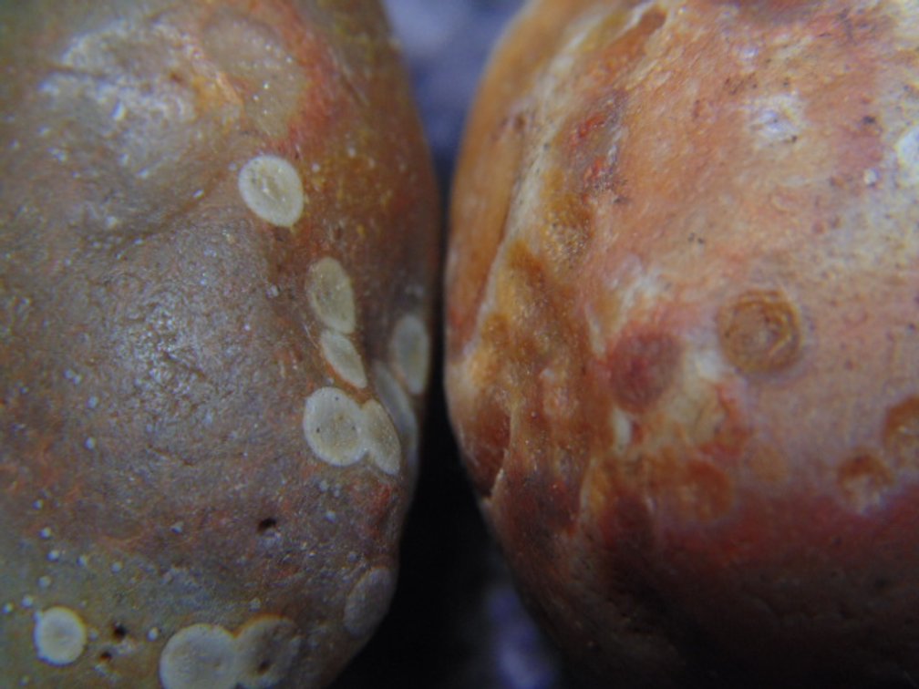 A pair of Lake Superior Agates with eyes, 2.7 ozs