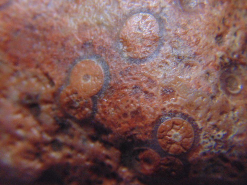 A 1.8 oz Lake Superior Eye Agate
