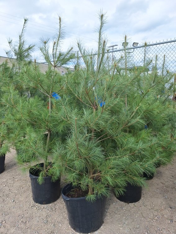 White Pine