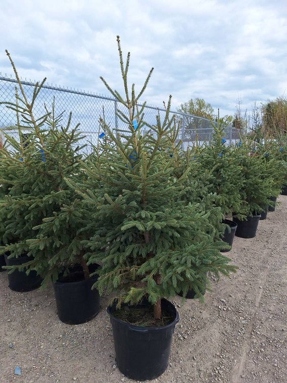 Black Hills Spruce