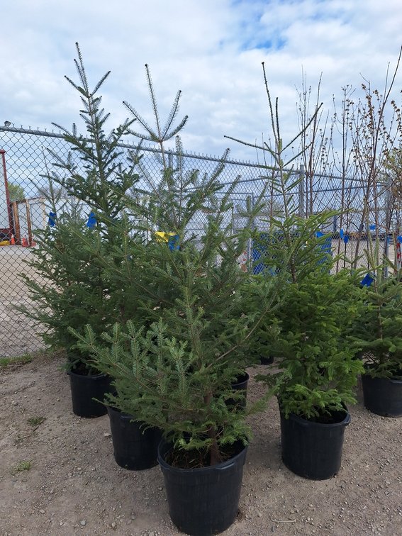 Balsam Fir