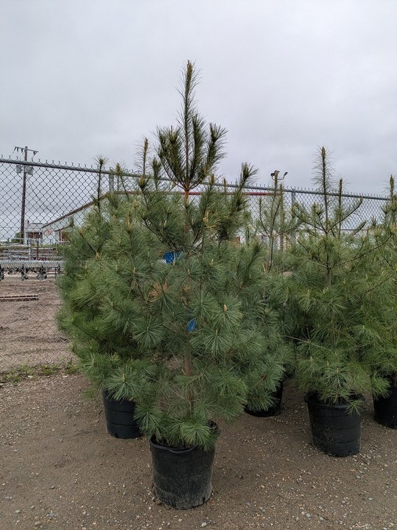 White Pine