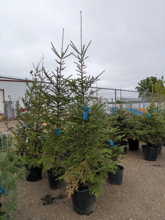 Balsam Fir