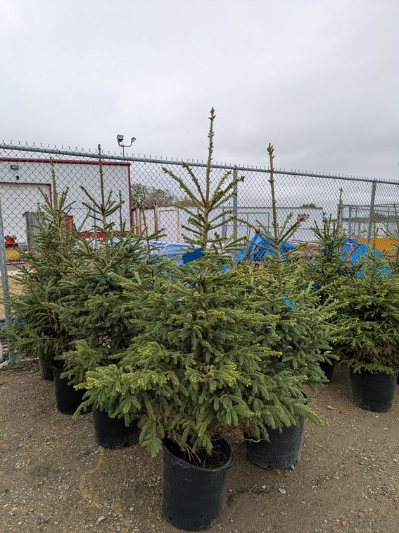 Black Hills Spruce