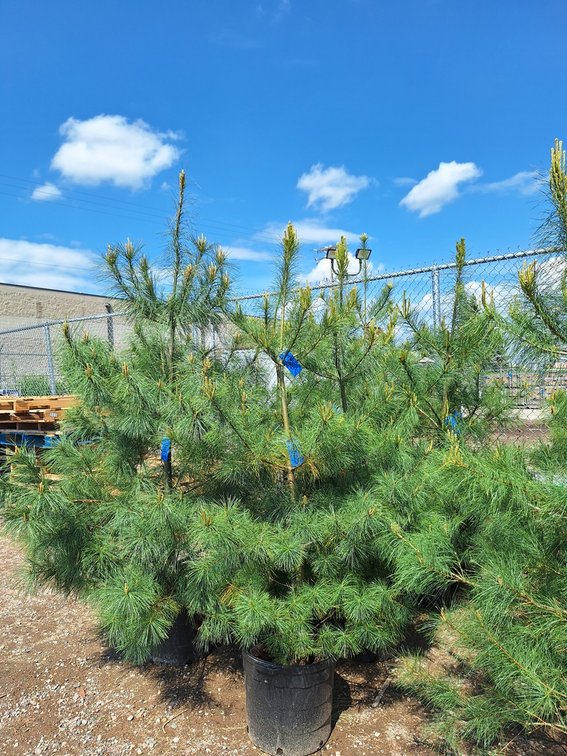 White Pine