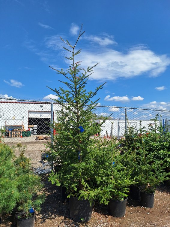 Balsam Fir
