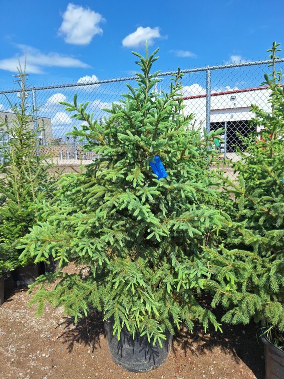 Black Hills Spruce