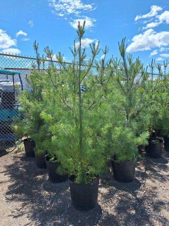White Pine