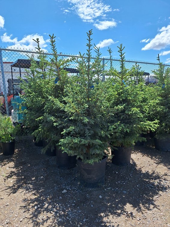Black Hills Spruce