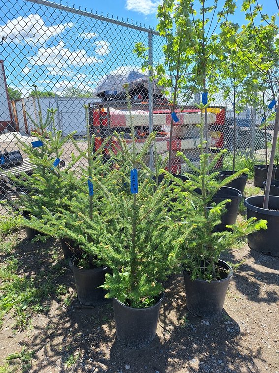 Balsam Fir
