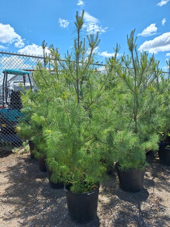 White Pine