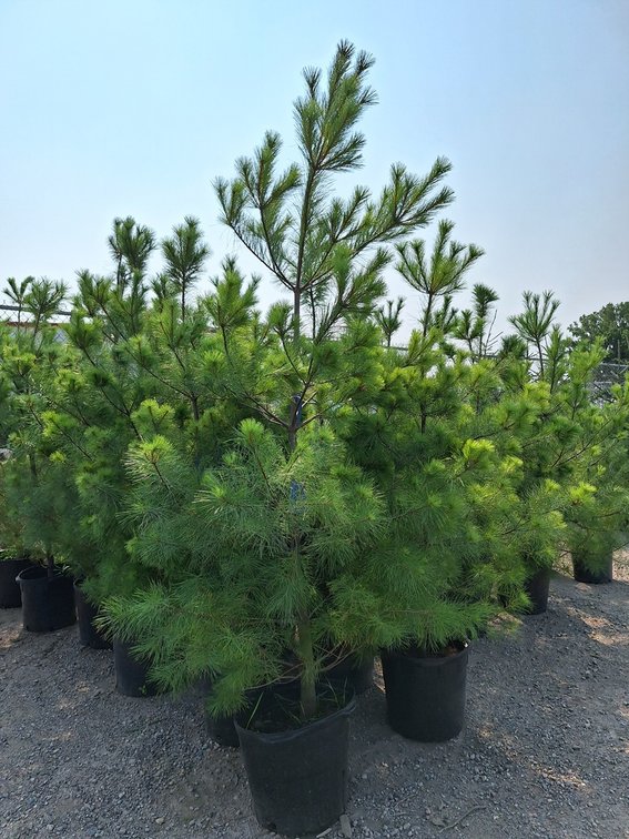 White Pine