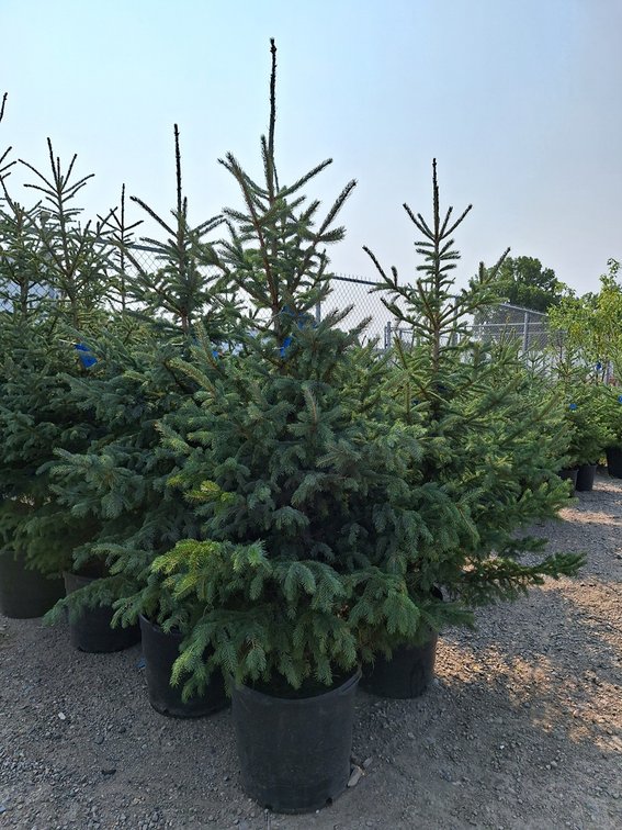 Black Hills Spruce