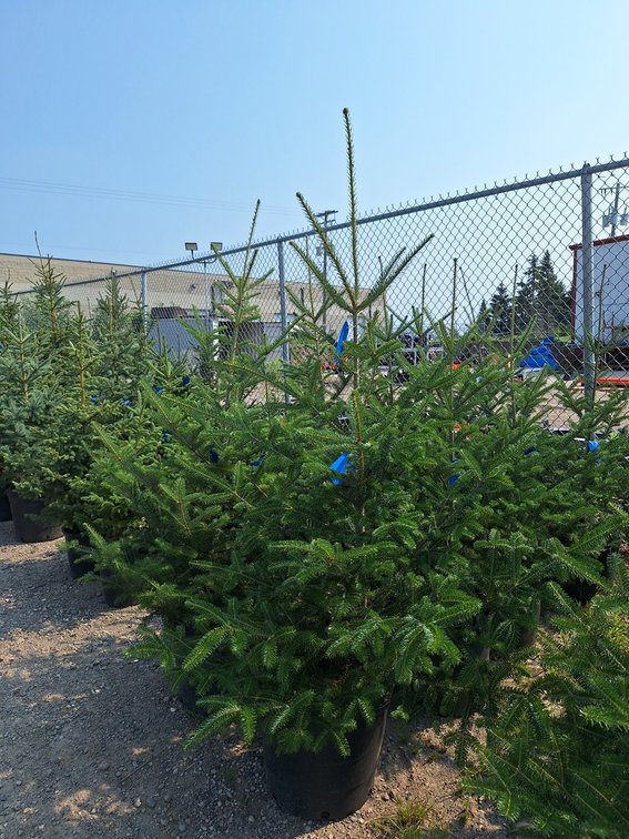 Balsam Fir