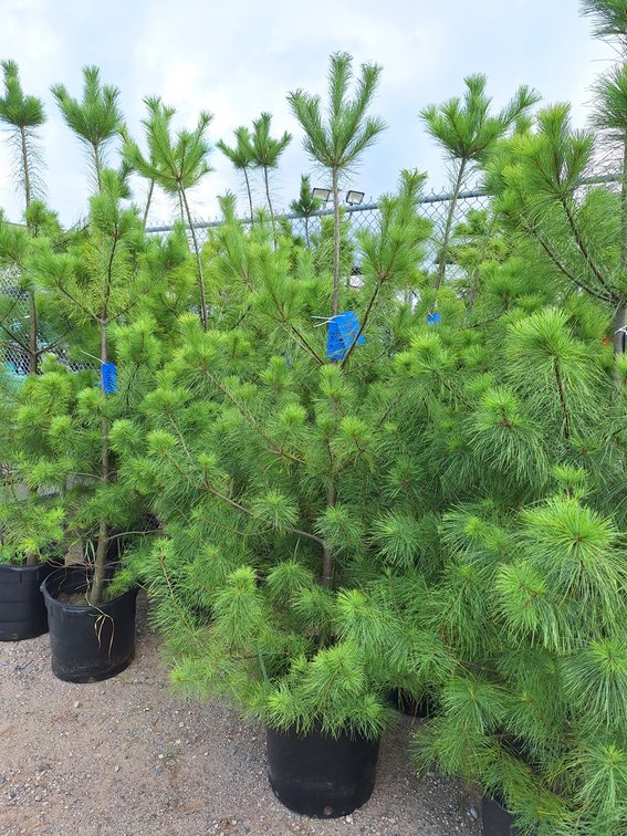 White Pine