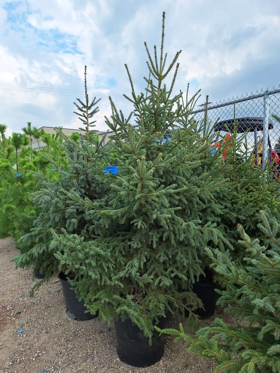 Black Hills Spruce