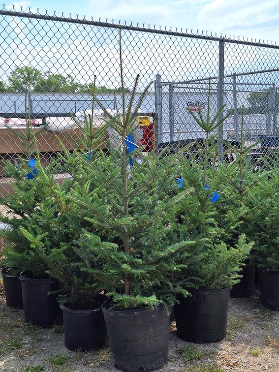 Balsam Fir