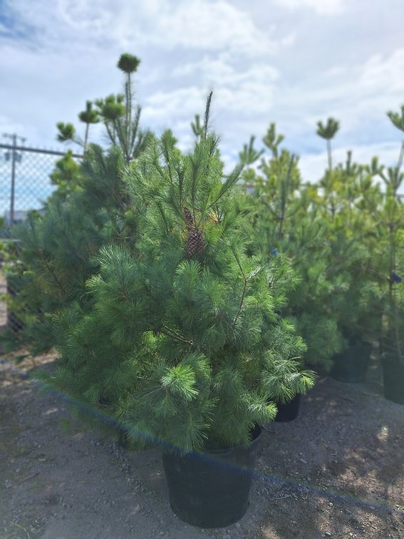White Pine