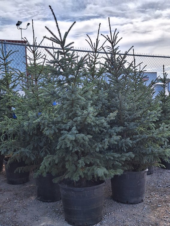 Black Hills Spruce