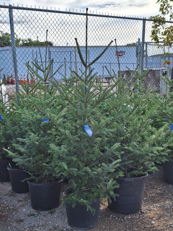 Balsam Fir