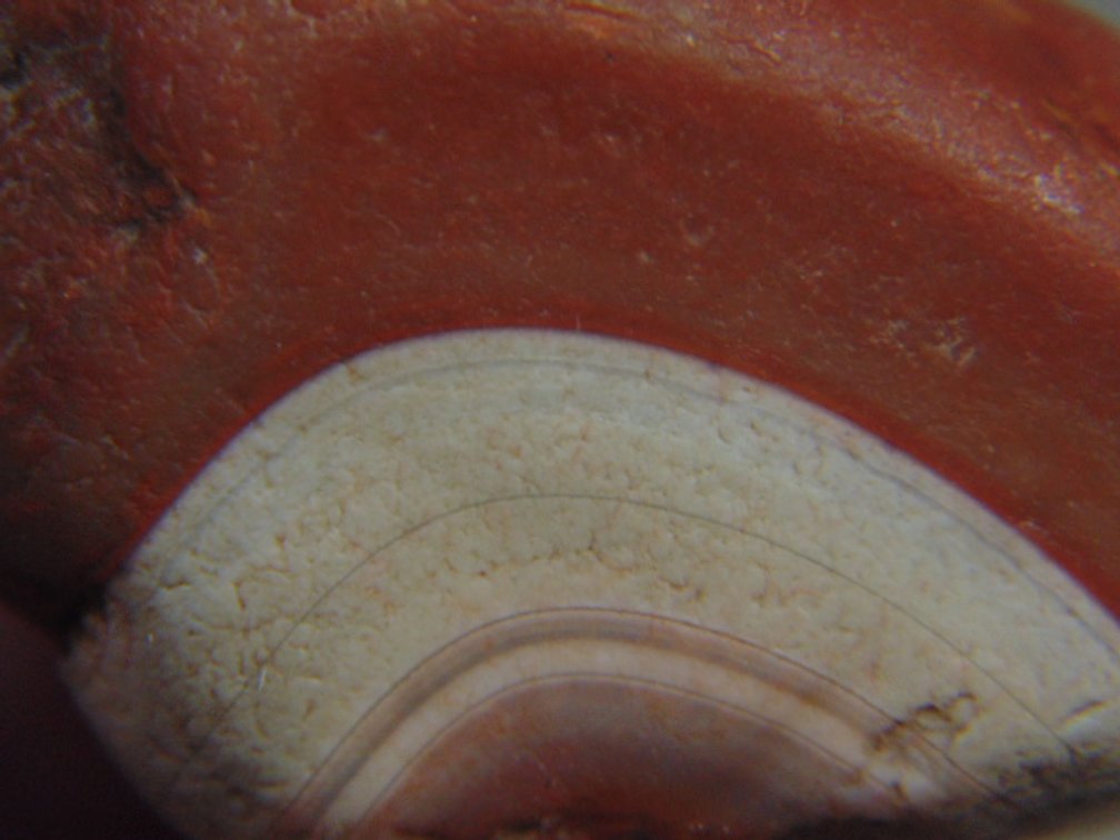 A 1 oz Lake Superior Paint Agate with wide white banding