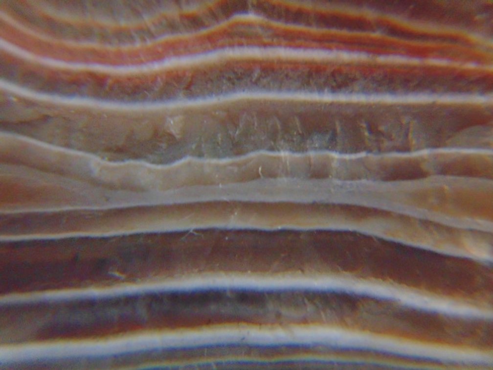 A .9 oz  Lake Superior Agate with a nice banding that wraps around the agate