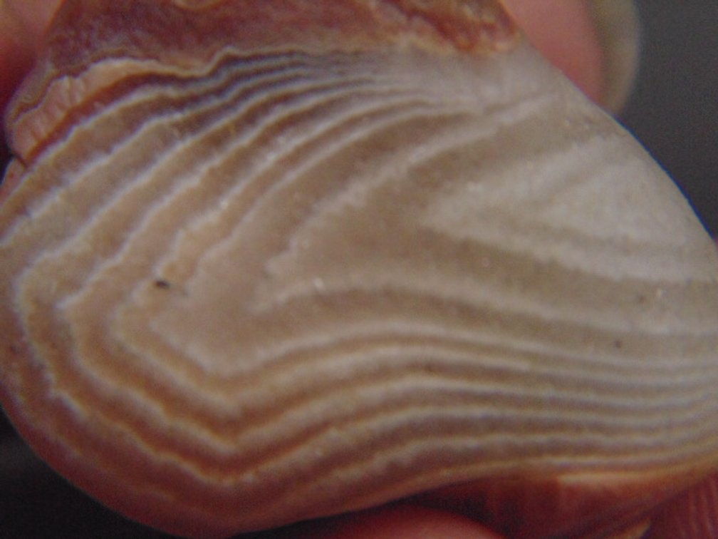 A .3 oz Lake Superior Agate full of white banding floating in quartz