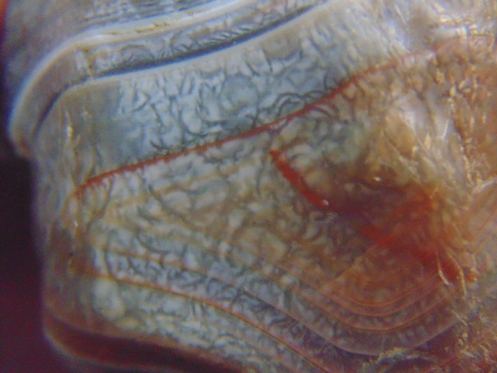 A 1.5 oz Lake Superior Agate with a unique reptile like pattern and two toned colored banding