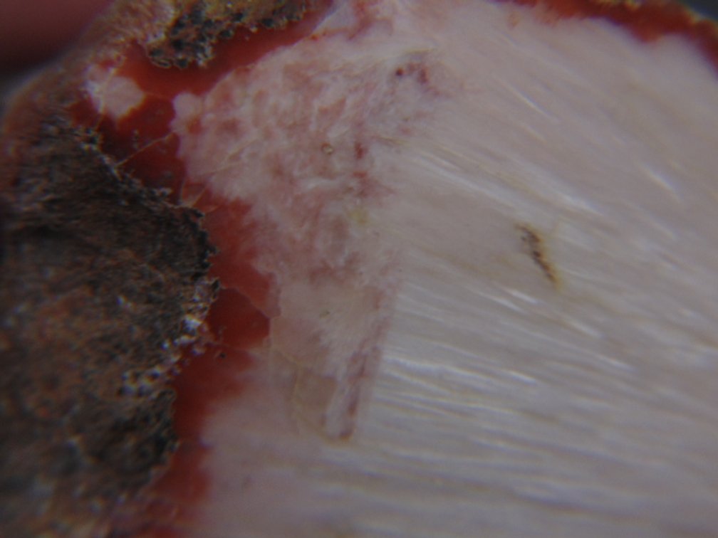 A face polished piece of Thomsonite, 37.4 grams