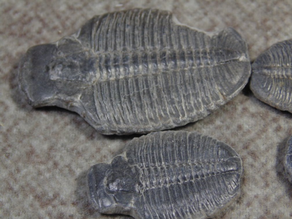 Four Trilobites
