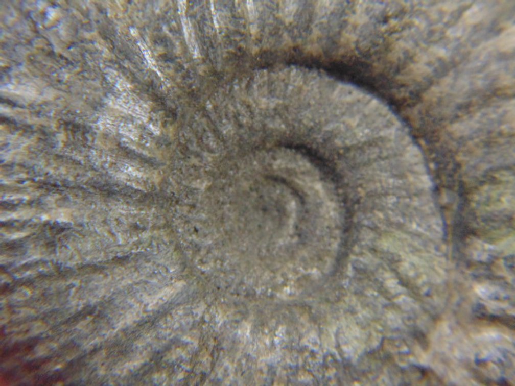 A 1.1oz rough Ammonite