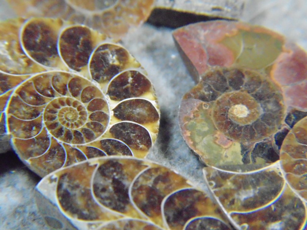 Five face polished Ammonites