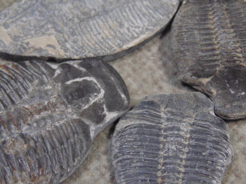 Four Trilobites