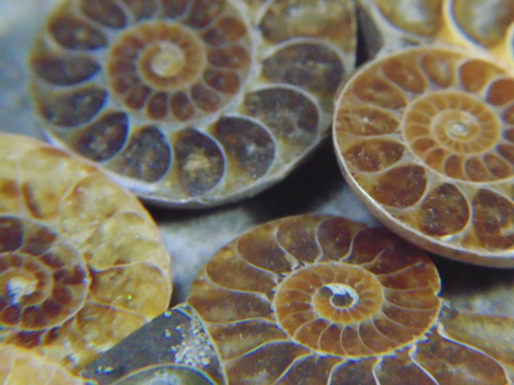 Five face polished Ammonites