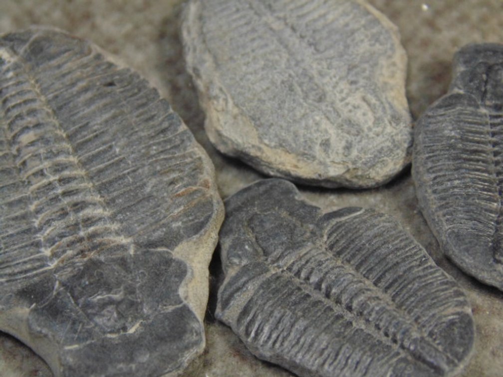 Four Trilobites
