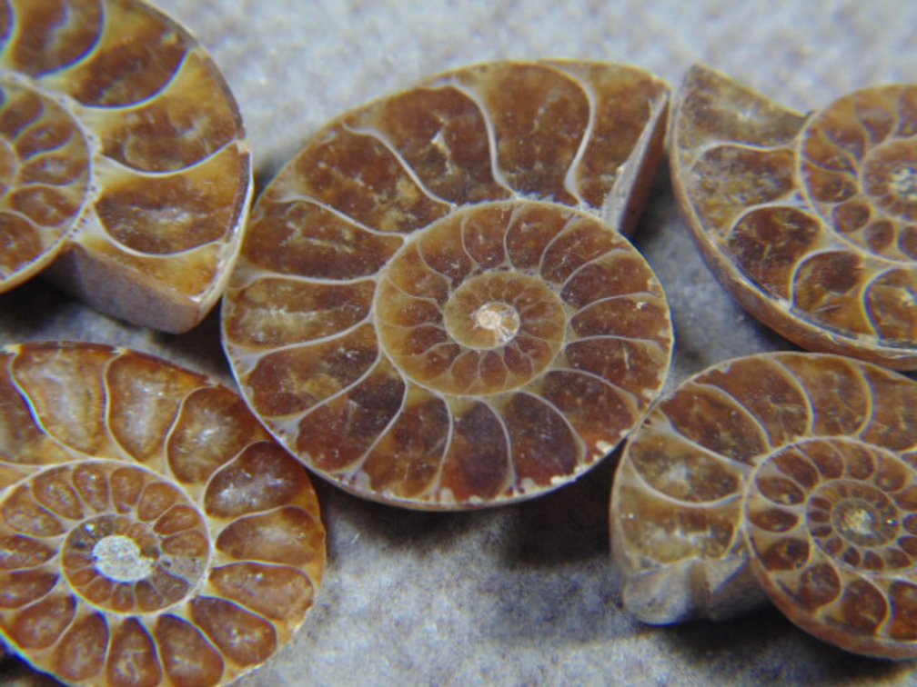 Five face polished Ammonites