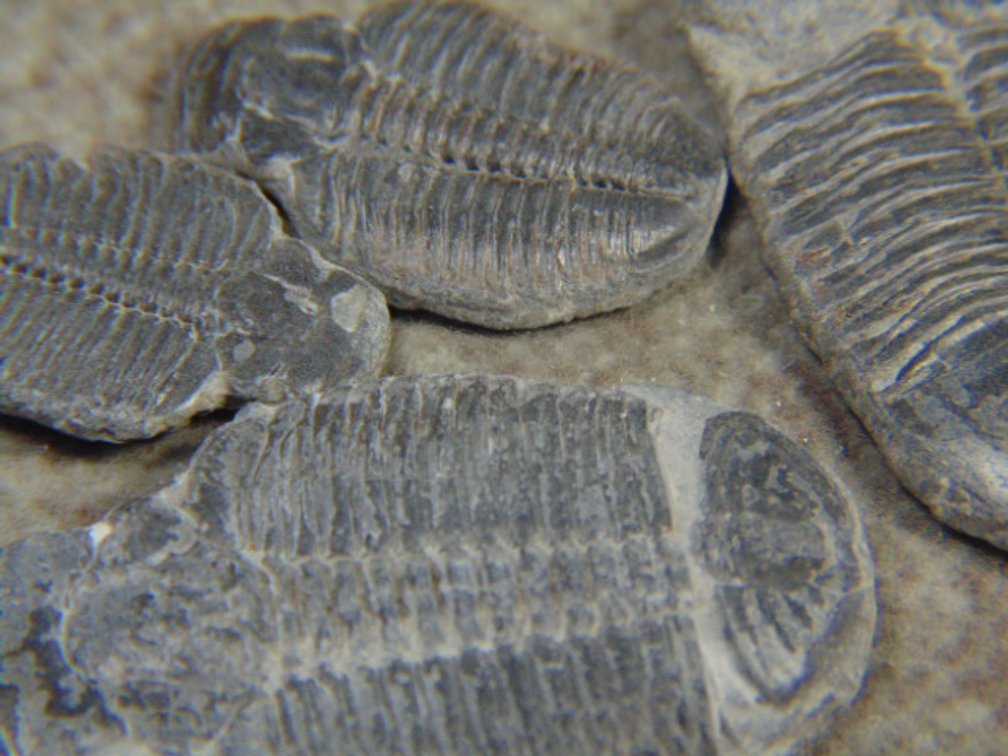 Four Trilobites