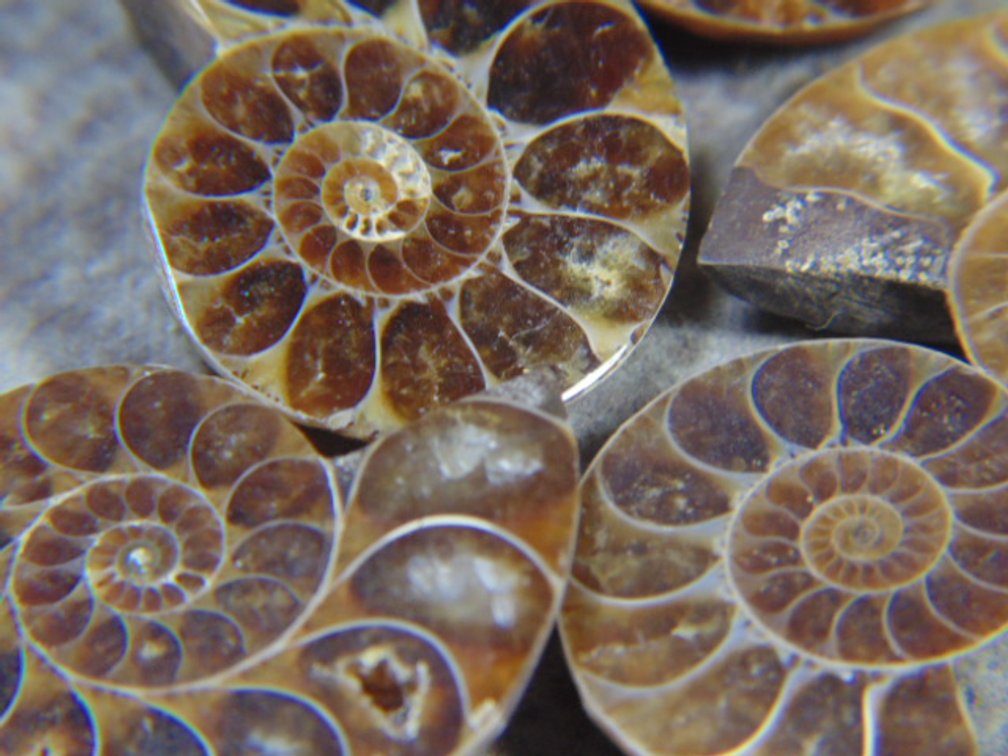 Five face polished Ammonites
