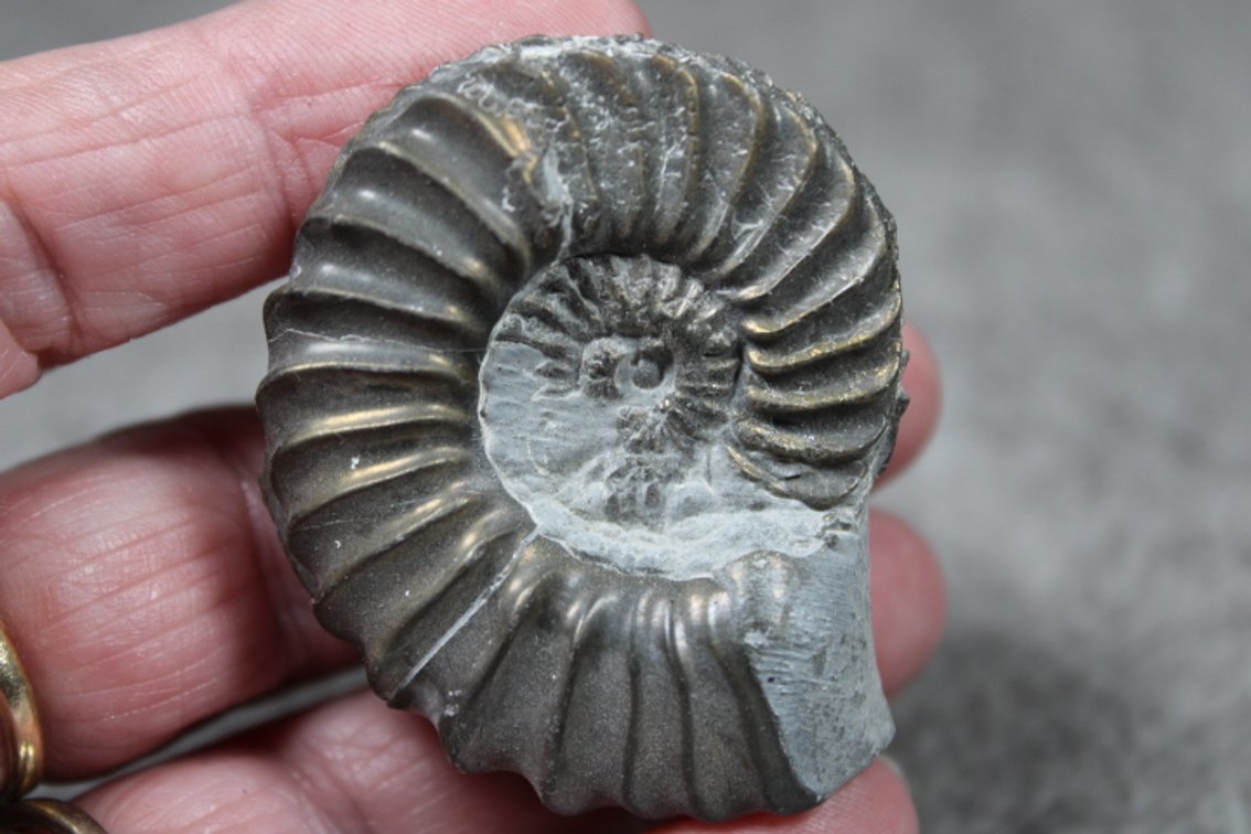 A Pyritized Ammonite from Austria, 1.3 ozs