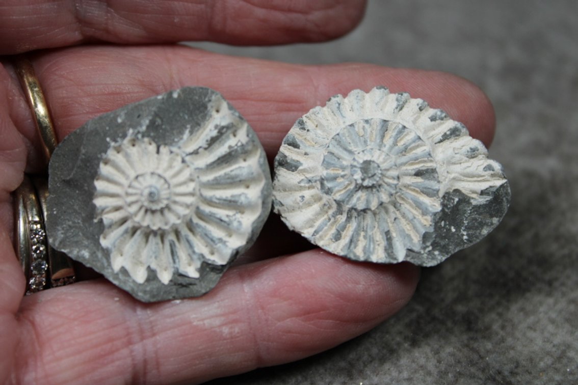 Two Ammonite halves from Austria