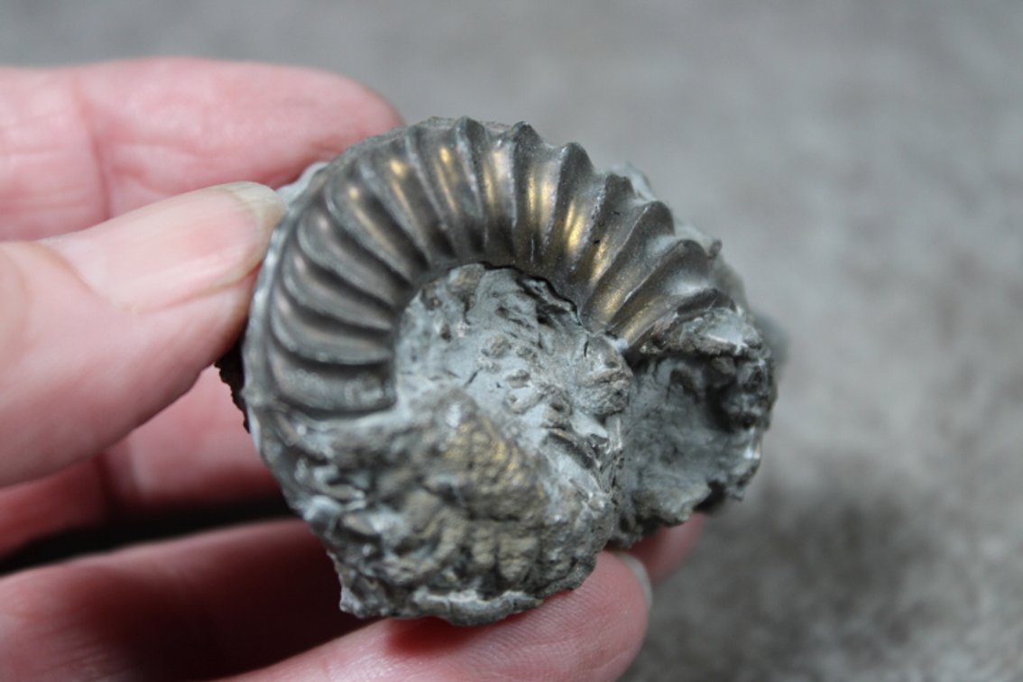 A Pyritized Ammonite from Austria, 2.2 ozs