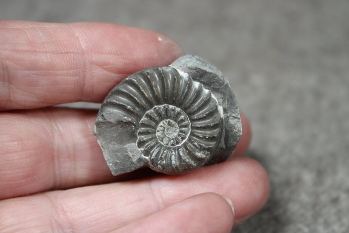 A Pyritized Ammonite, .5 ozs