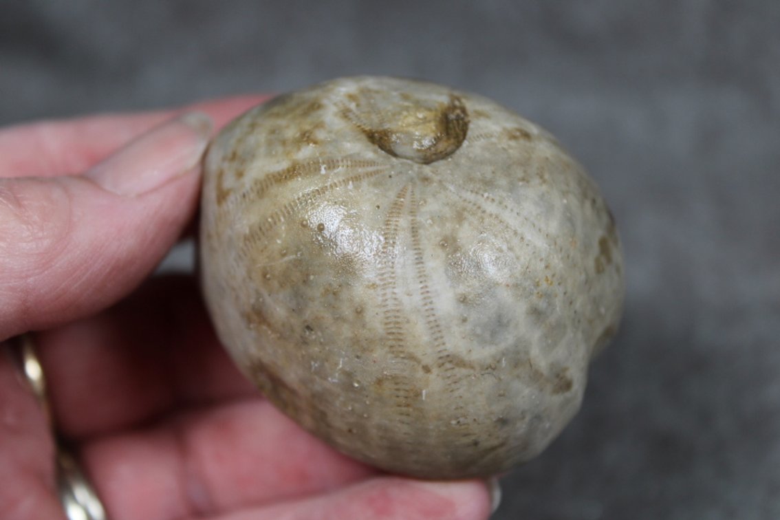 A 3.2 oz Sea Urchin