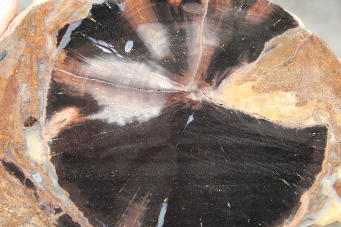 A 4 lb 5 oz piece of Blue Forest Petrified Wood