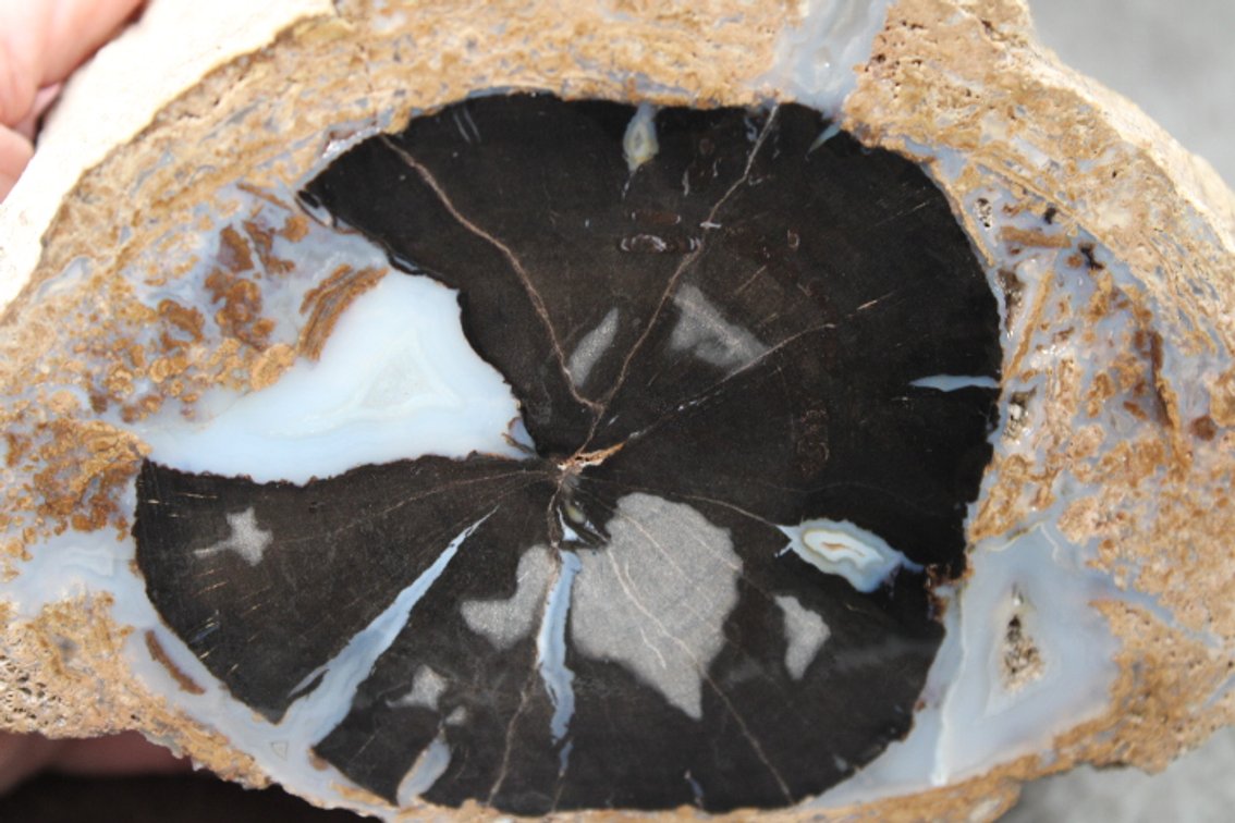A 3 lb 9 oz piece of Blue Forest Petrified Wood