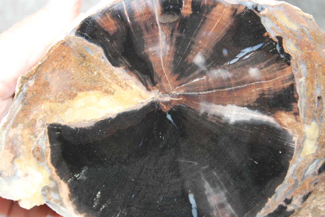 A 3 lb 6 oz piece of Blue Forest Petrified Wood