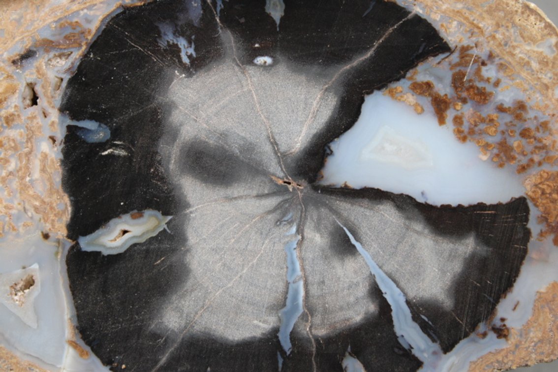 A 2 lb 15 oz piece of Blue Forest Petrified Wood