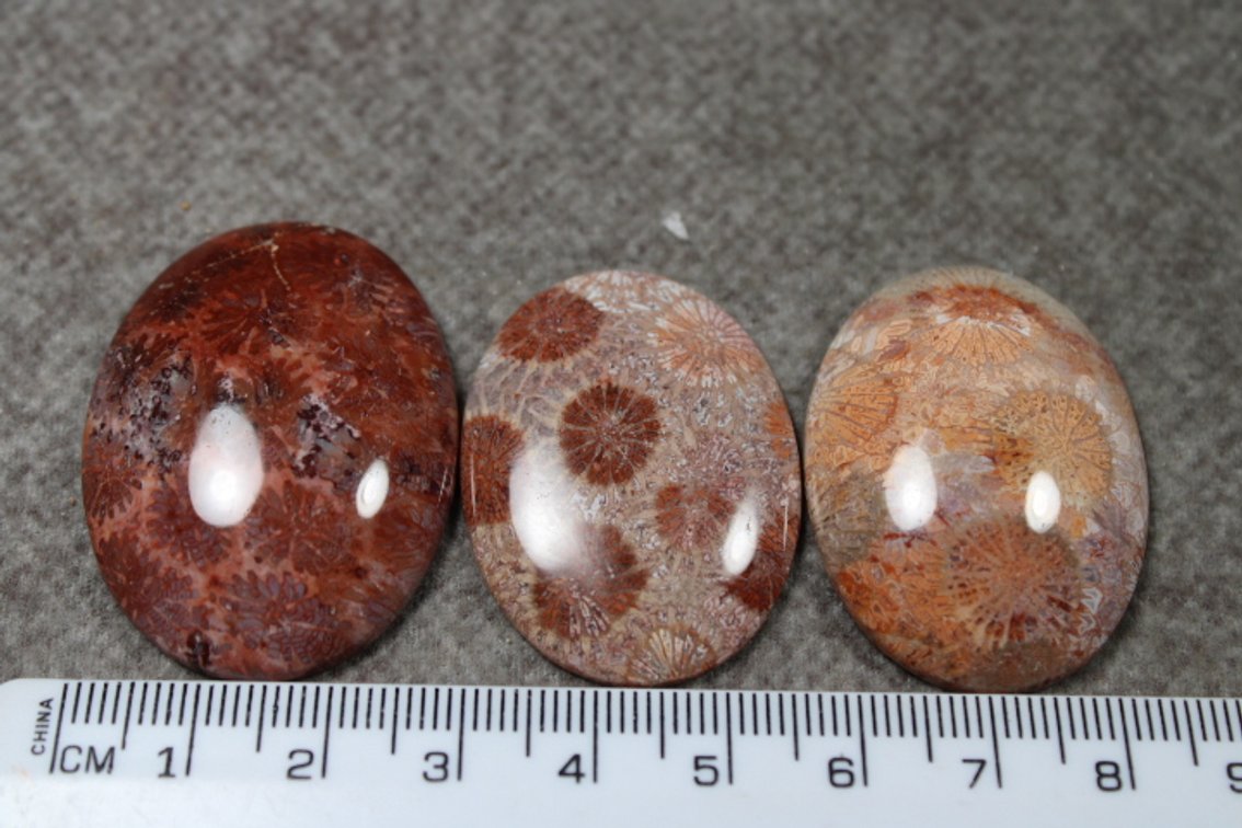 Three Coral cabochons
