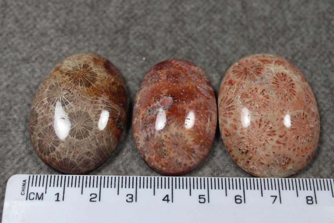 Three Coral cabochons