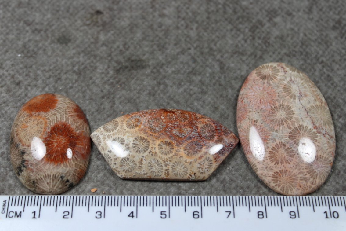 Three Coral cabochons